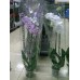 Орхидея Королевская бело-розовая